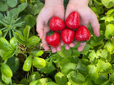 بالم لب توت فرنگی🍓